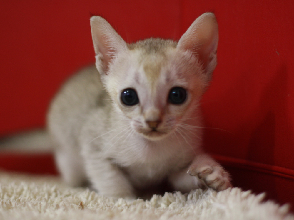 シンガプーラの子猫画像