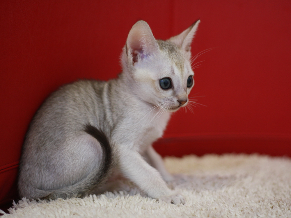シンガプーラの子猫画像