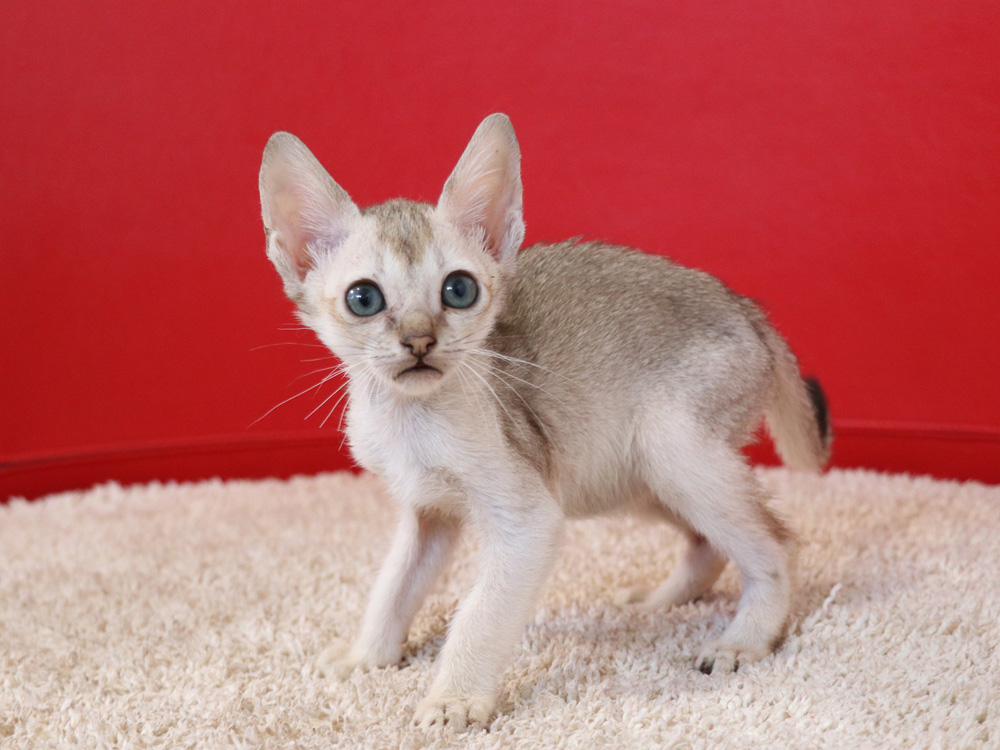 シンガプーラの子猫画像