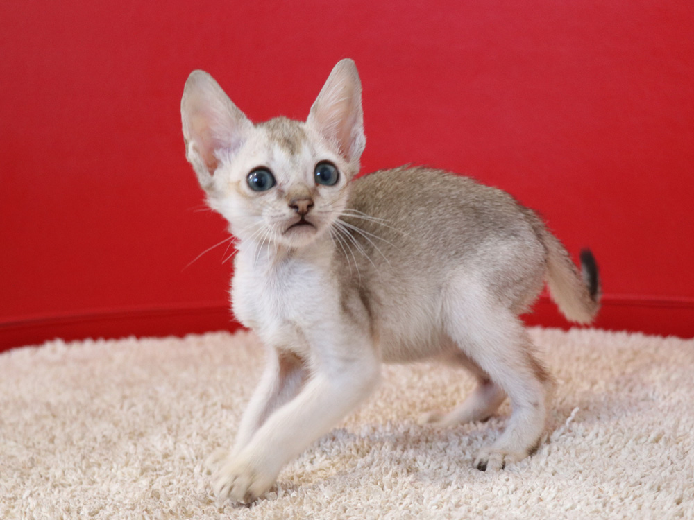 シンガプーラの子猫画像
