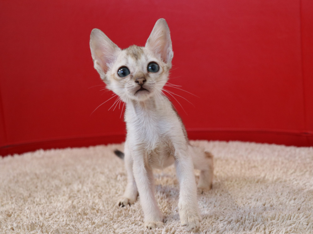 シンガプーラの子猫画像