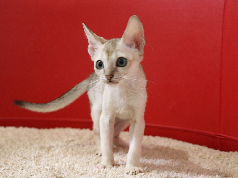 シンガプーラの子猫画像