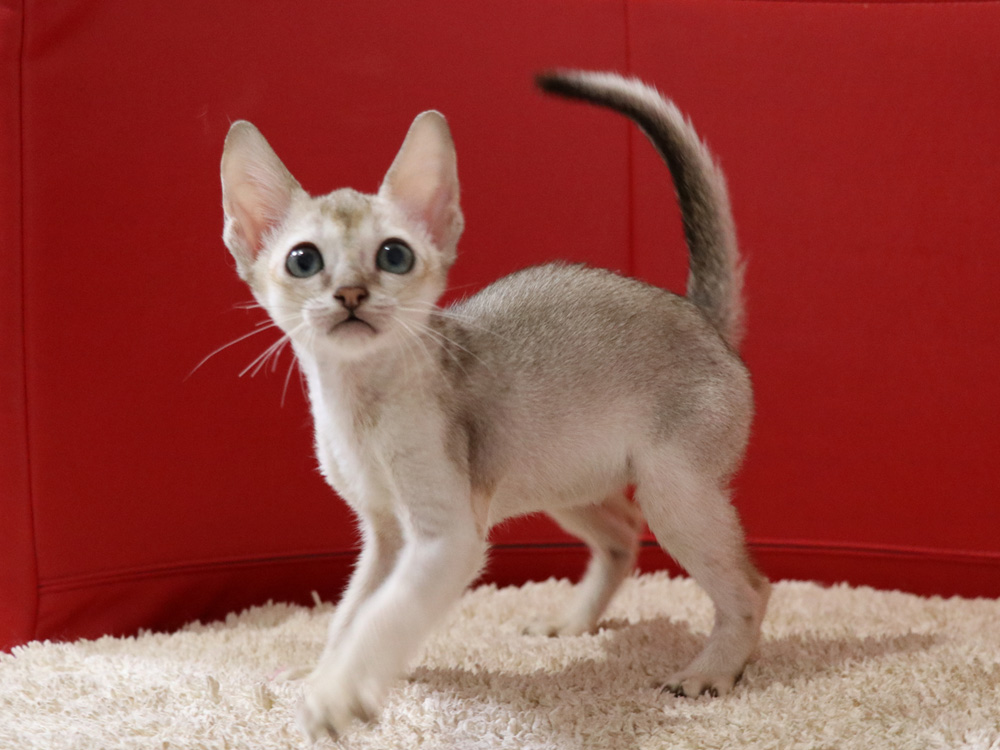 シンガプーラの子猫画像