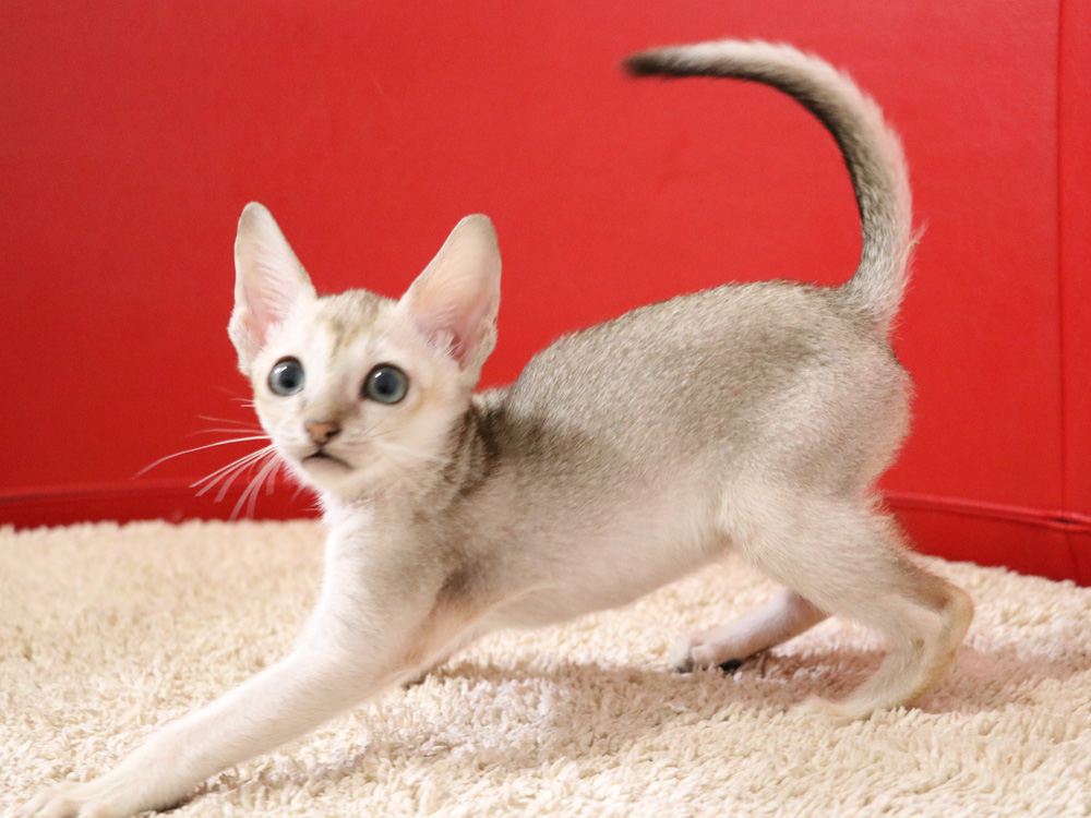 シンガプーラの子猫画像