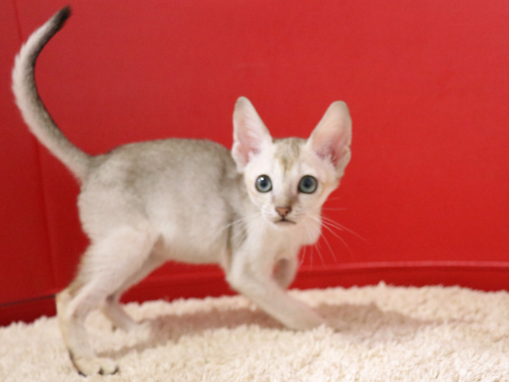 シンガプーラの子猫画像