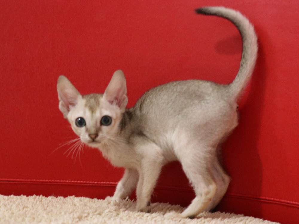 シンガプーラの子猫画像