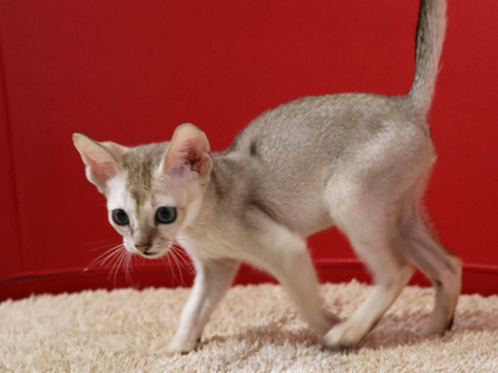 シンガプーラの子猫画像