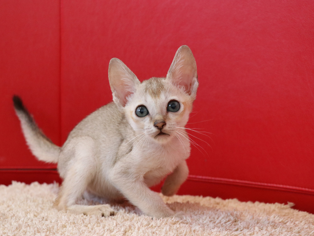 シンガプーラの子猫画像