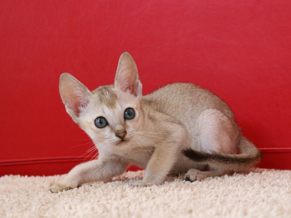 シンガプーラの子猫画像