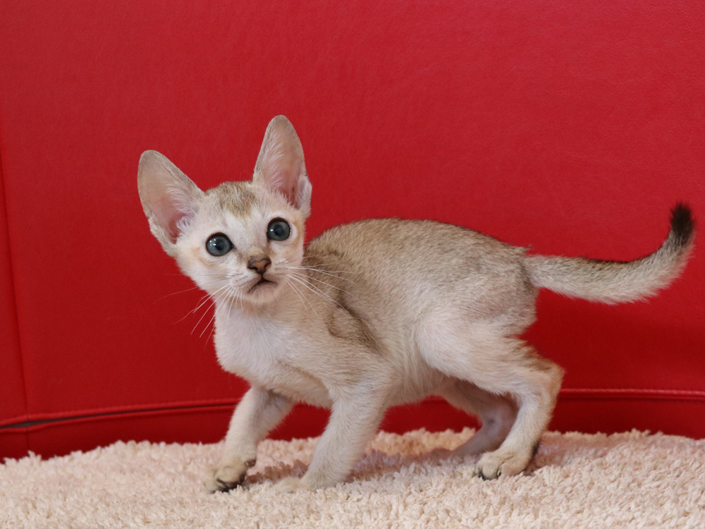 シンガプーラの子猫画像