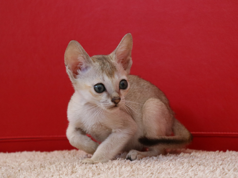 シンガプーラの子猫画像