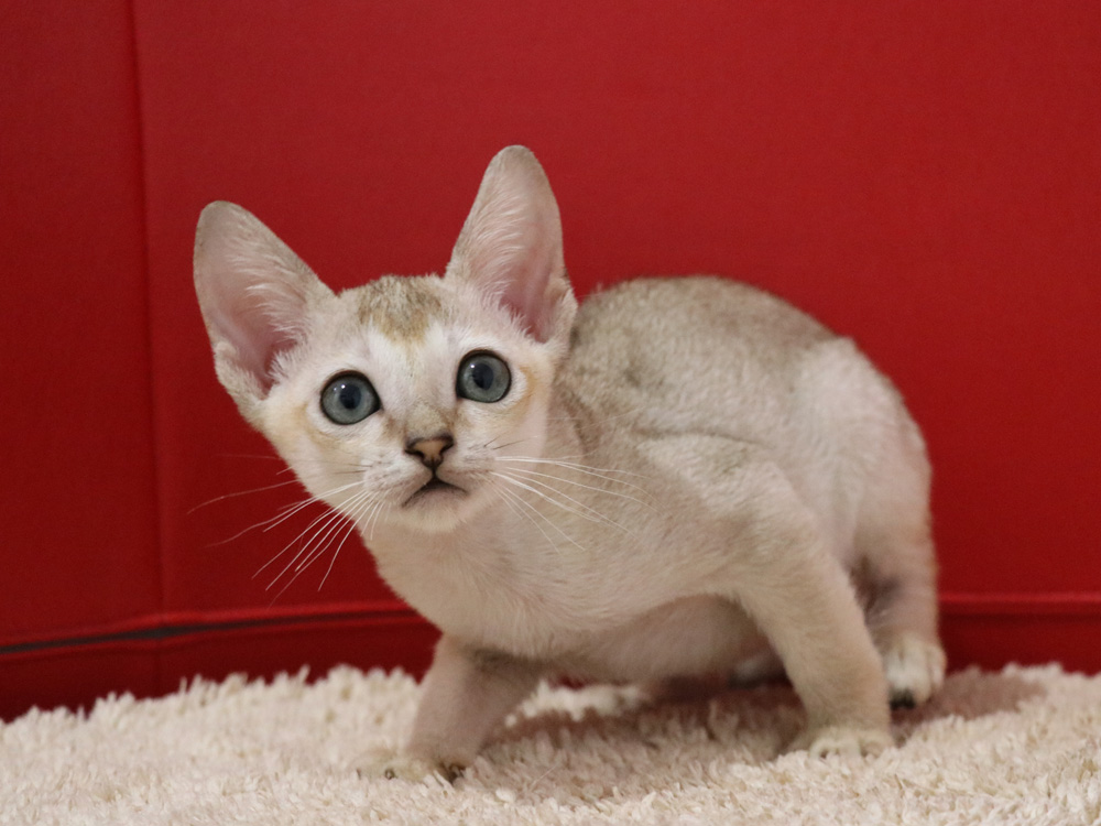 シンガプーラの子猫画像