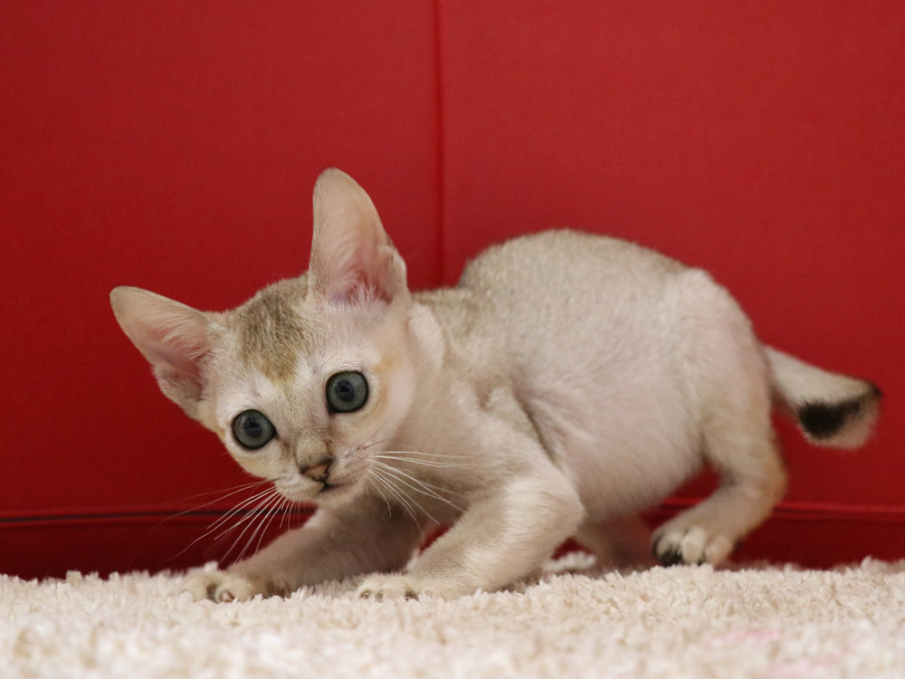 シンガプーラの子猫画像
