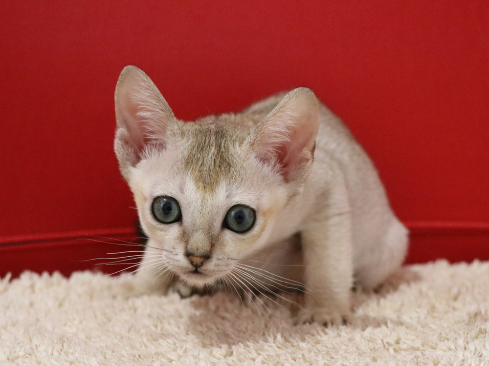 シンガプーラの子猫画像