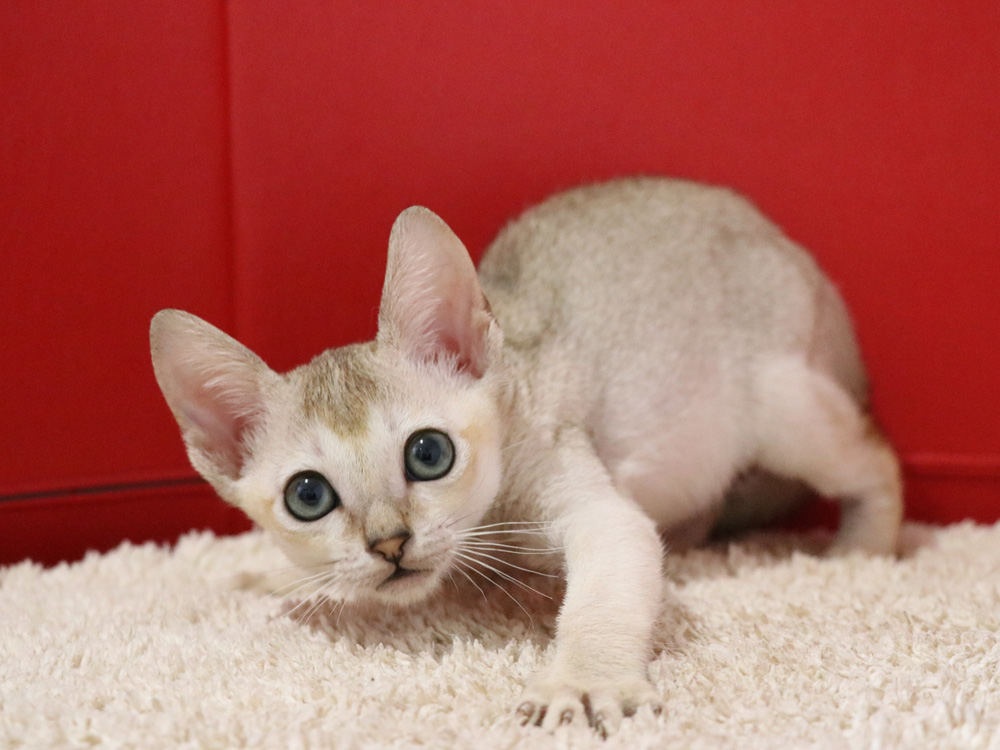 シンガプーラの子猫画像