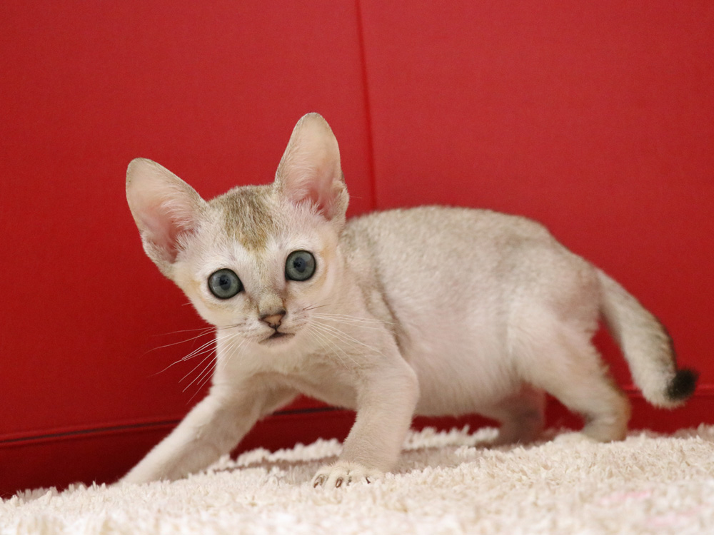 シンガプーラの子猫画像