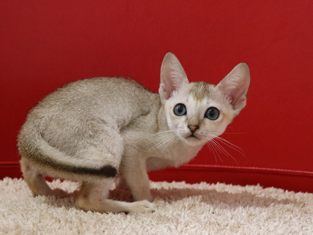 シンガプーラの子猫画像