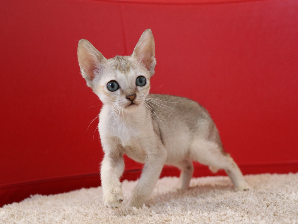 シンガプーラの子猫画像