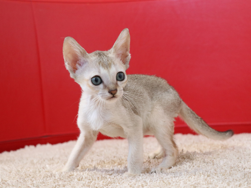 シンガプーラの子猫画像