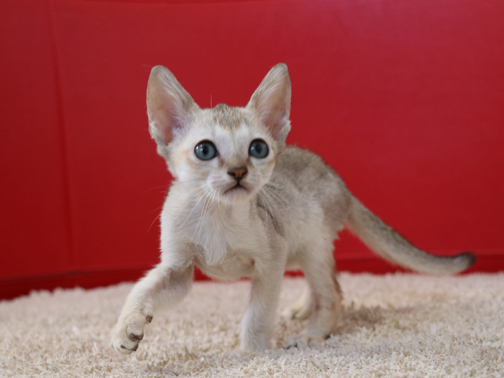 シンガプーラの子猫画像