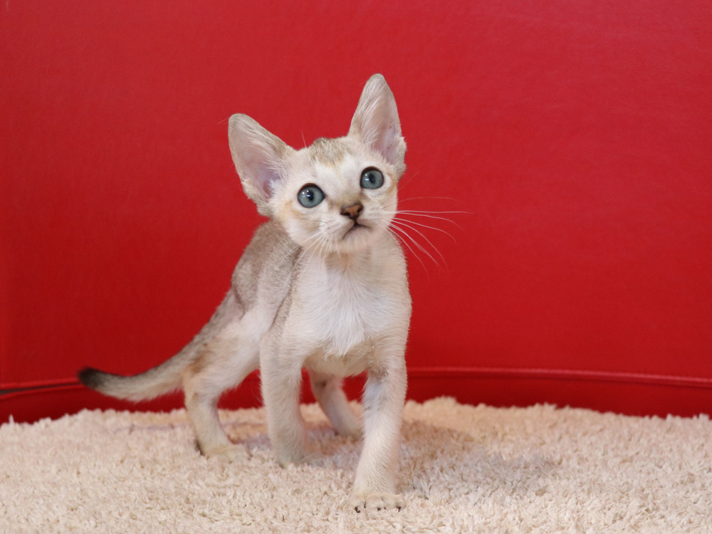 シンガプーラの子猫画像
