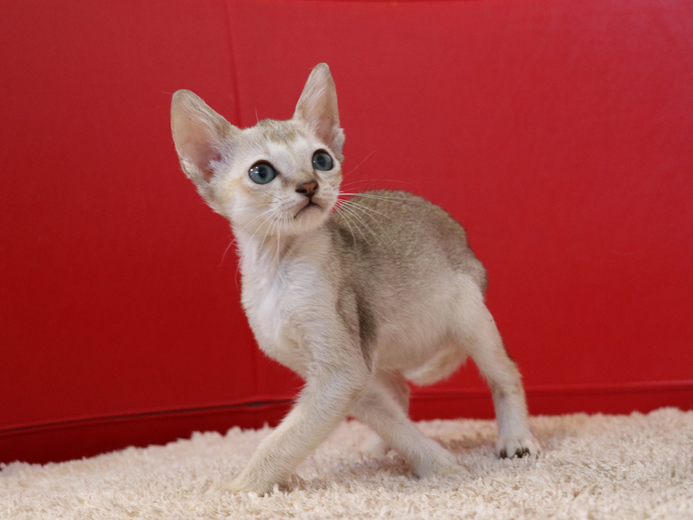 シンガプーラの子猫画像