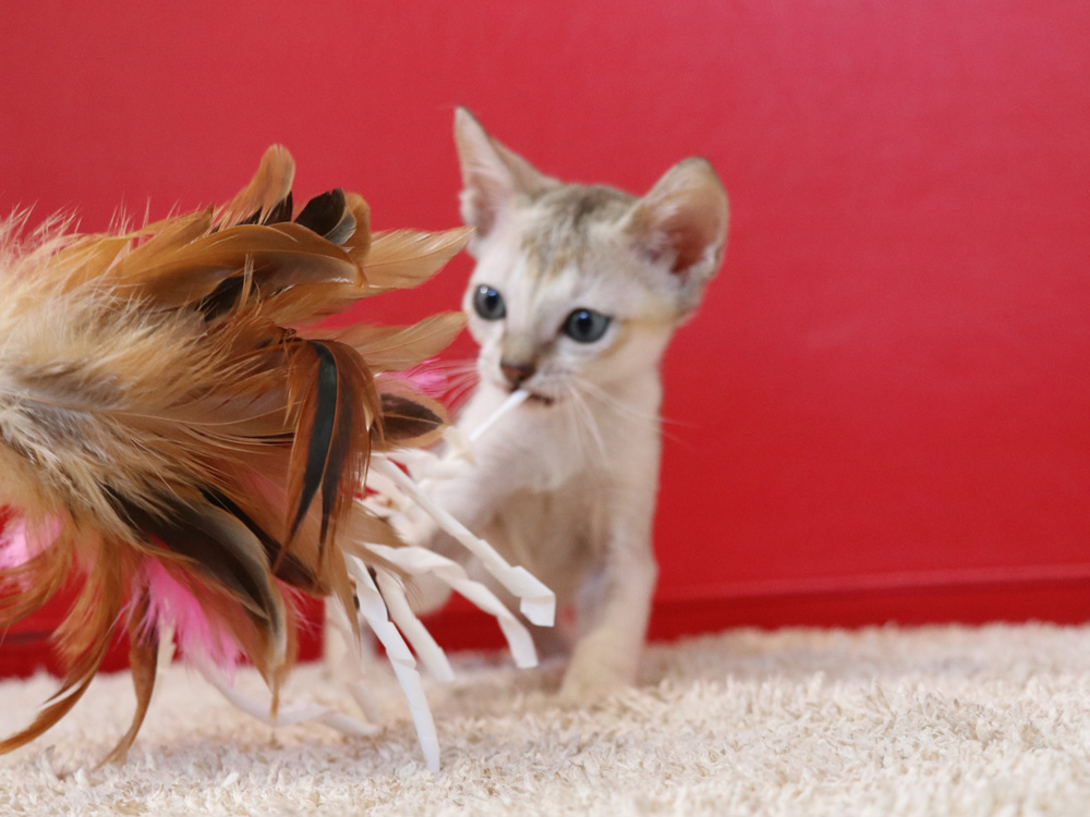 シンガプーラの子猫画像