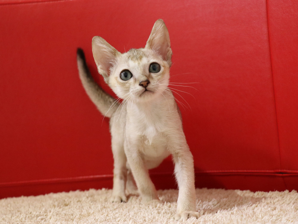 シンガプーラの子猫画像