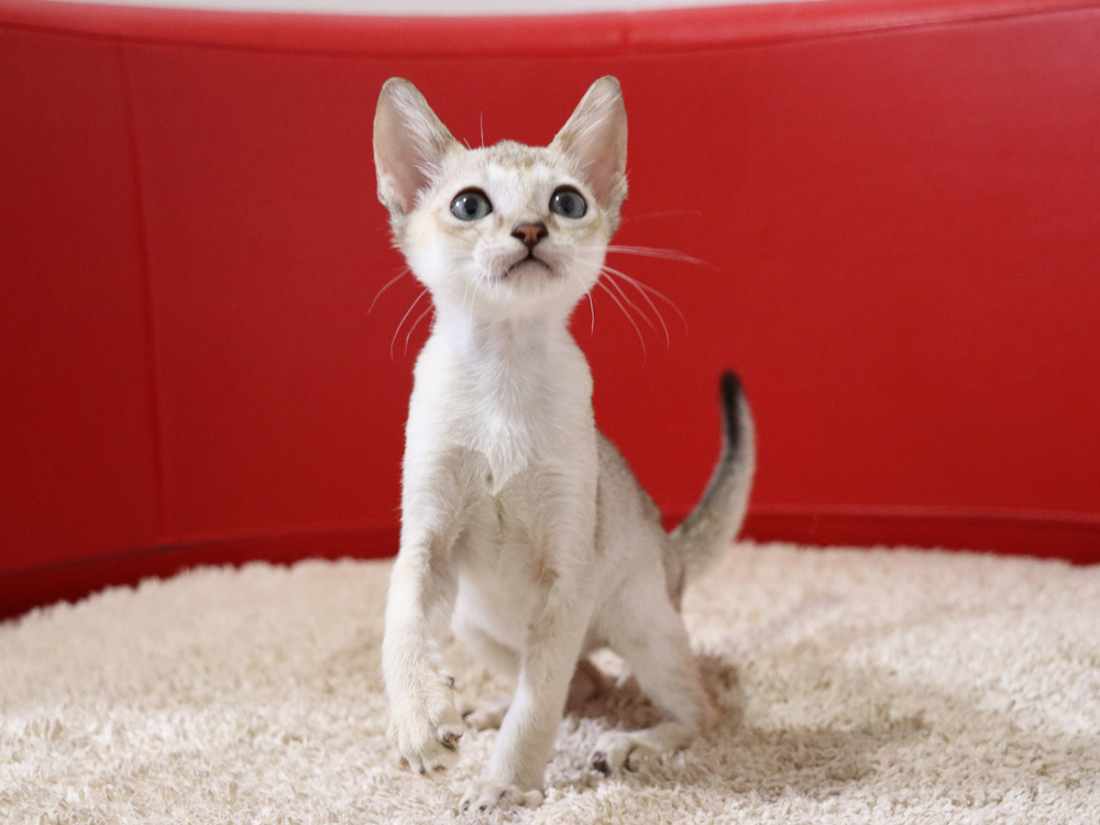 シンガプーラの子猫画像