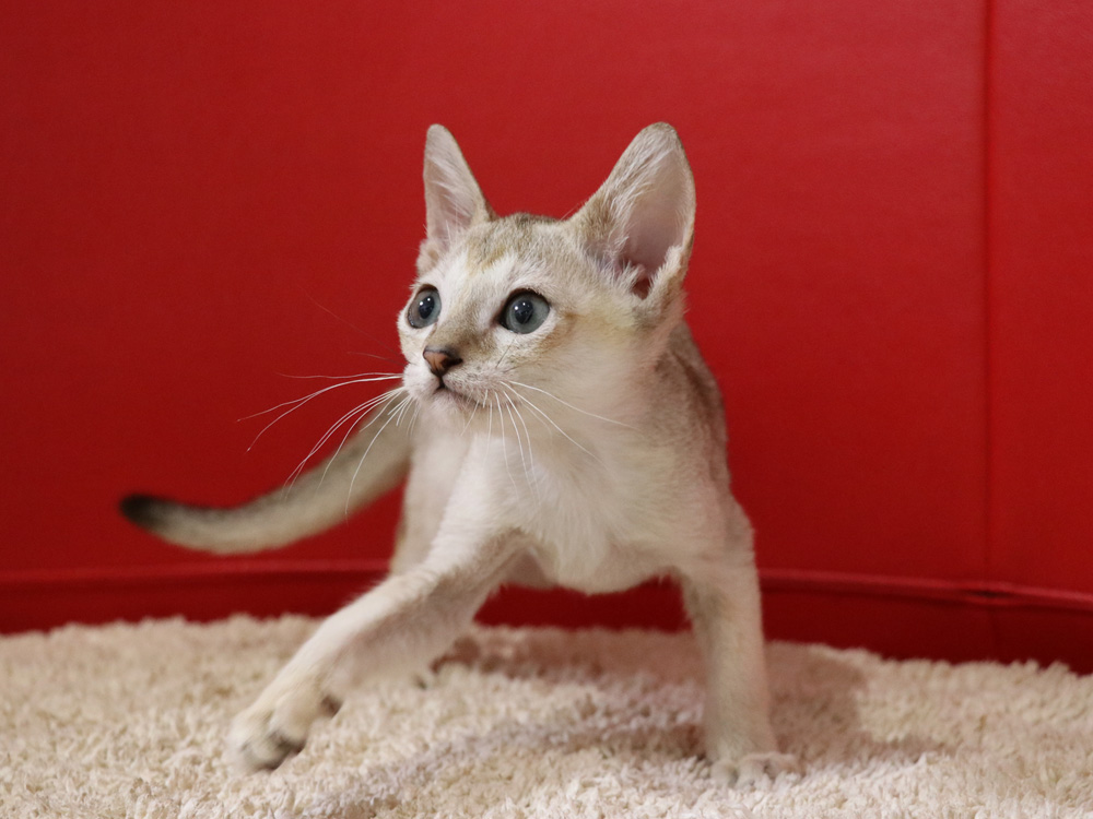 シンガプーラの子猫画像
