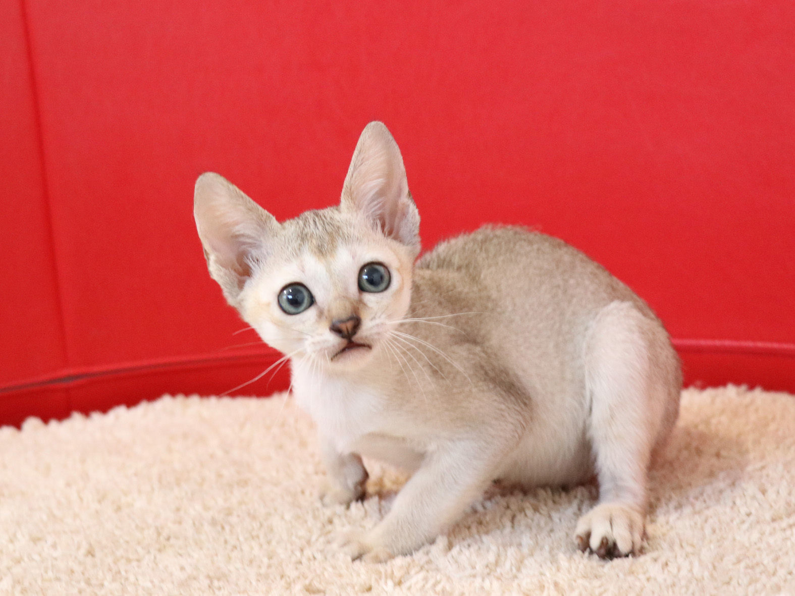 シンガプーラの子猫画像