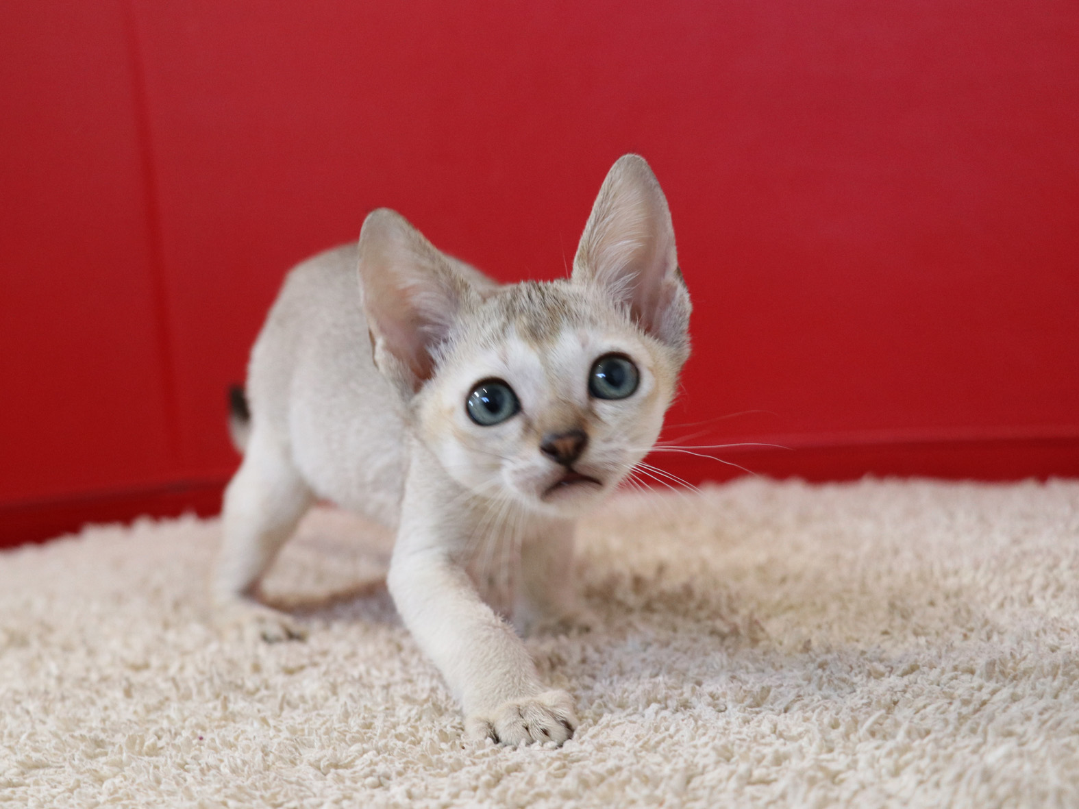 シンガプーラの子猫画像