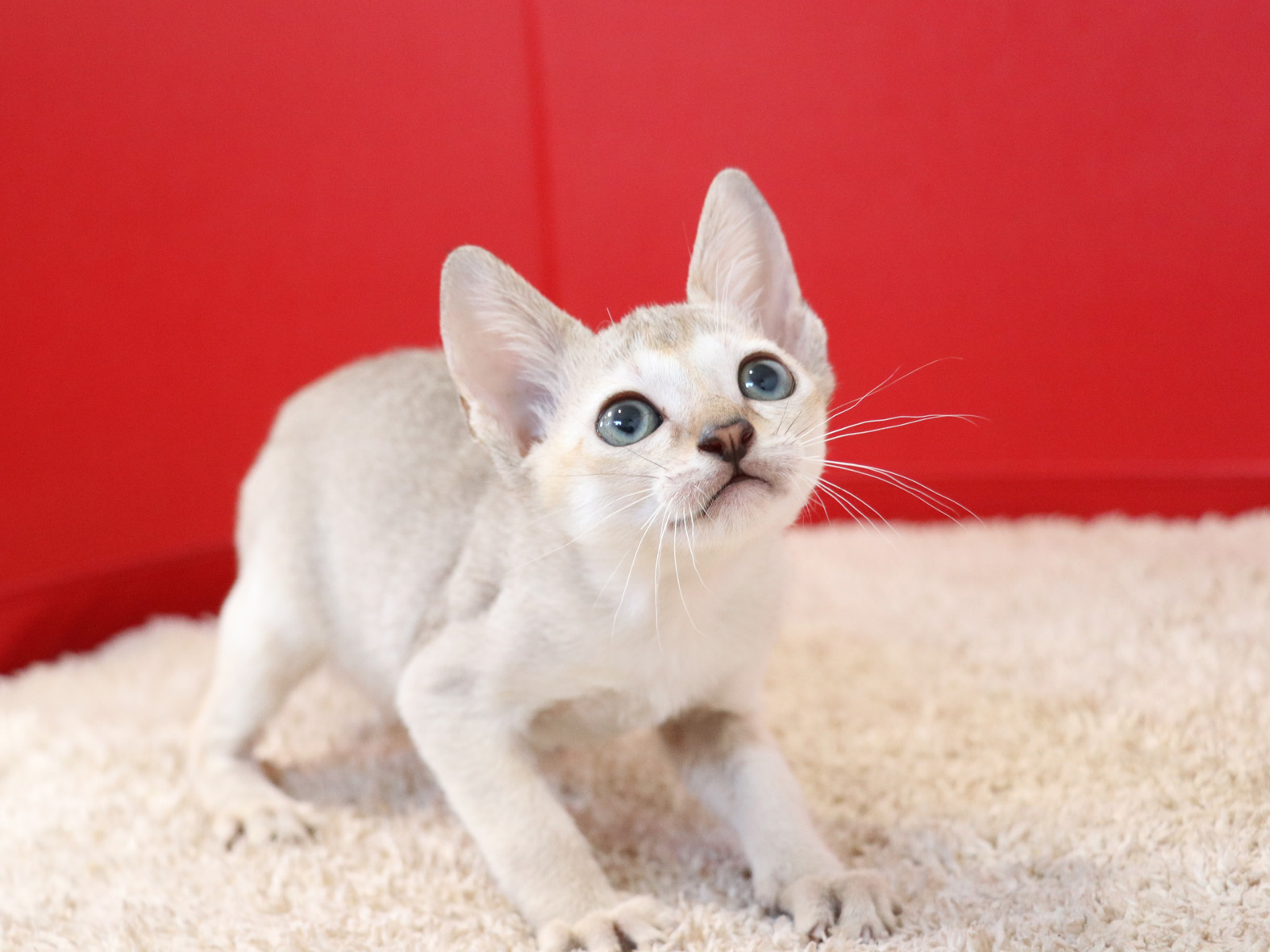 シンガプーラの子猫画像