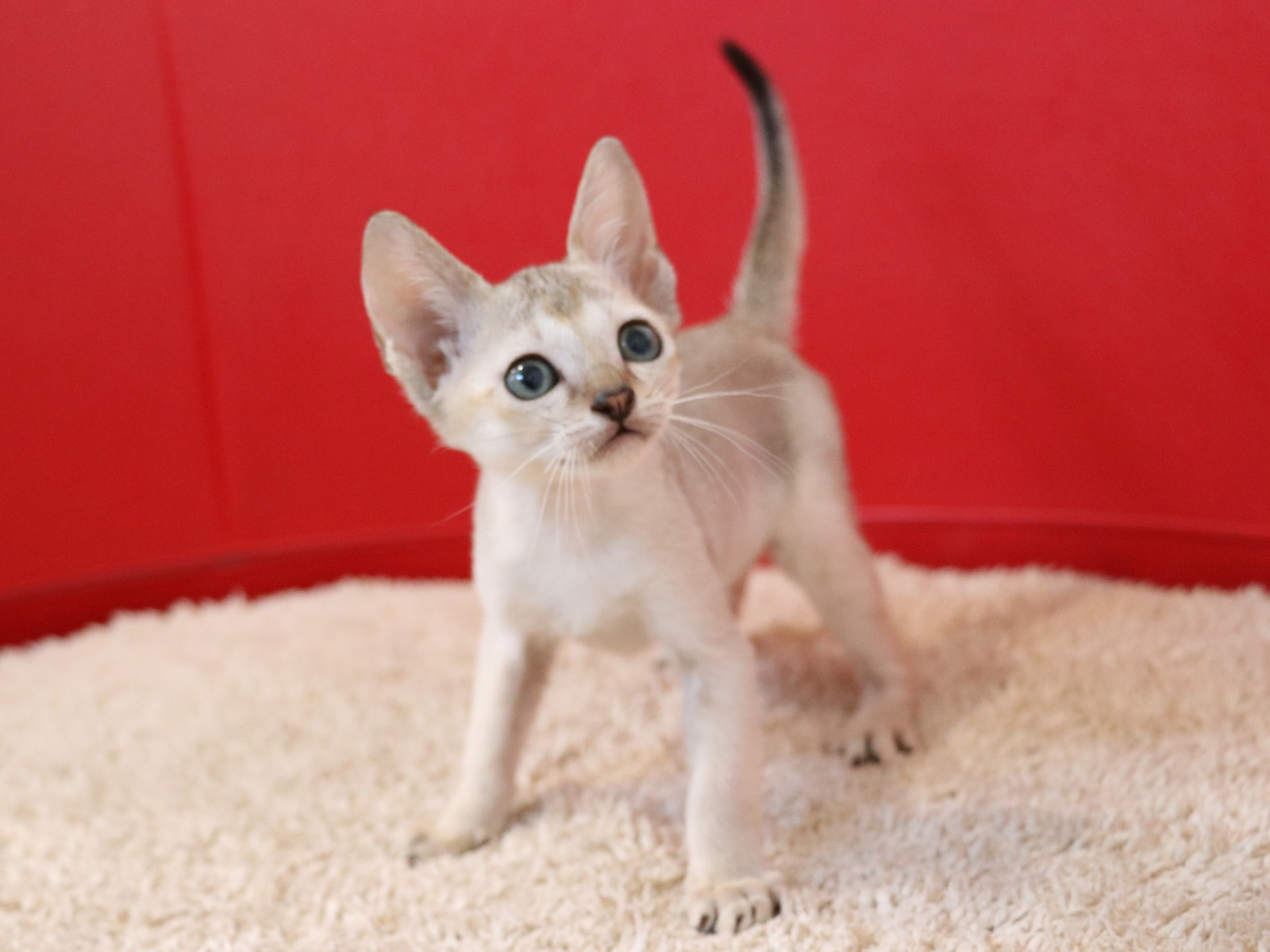 シンガプーラの子猫画像