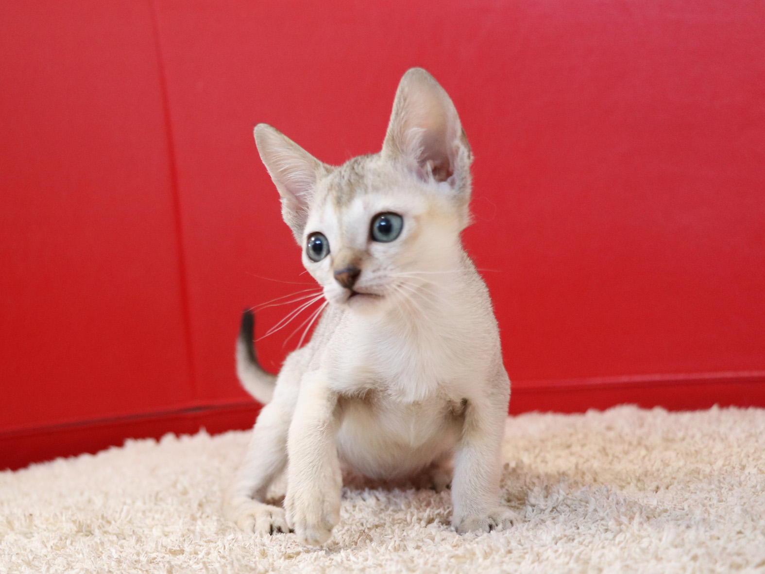 シンガプーラの子猫画像