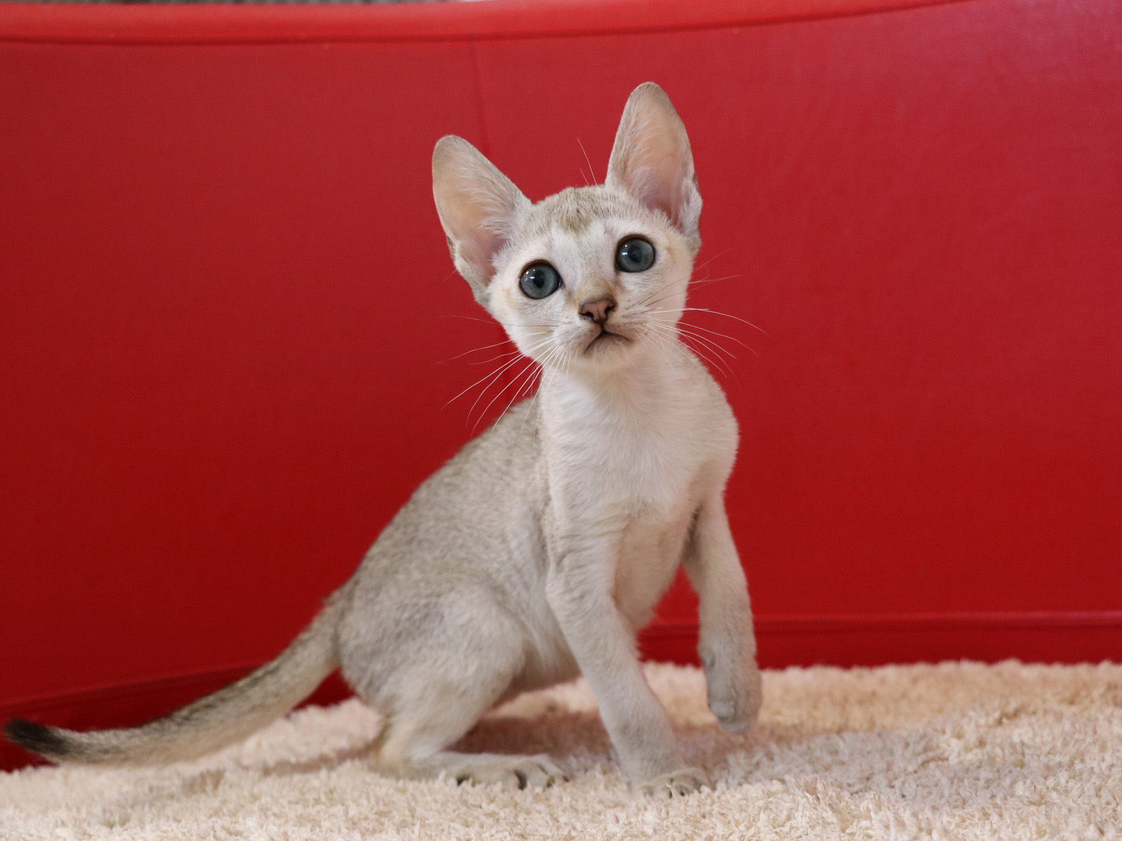 シンガプーラの子猫画像