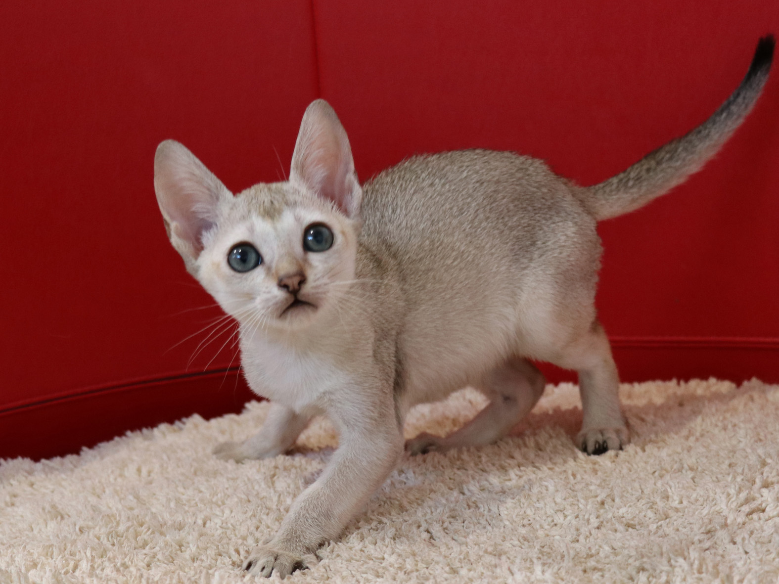 シンガプーラの子猫画像