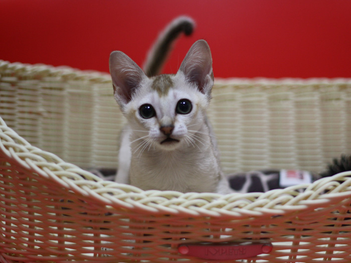 シンガプーラの子猫画像