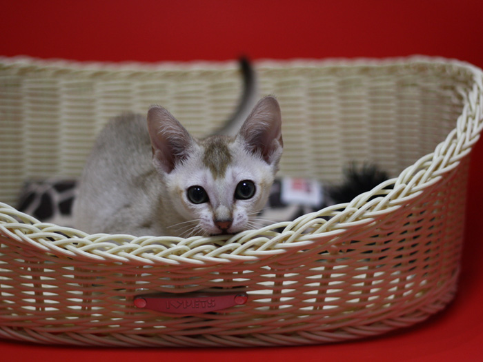 シンガプーラの子猫画像