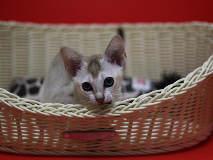 シンガプーラの子猫画像