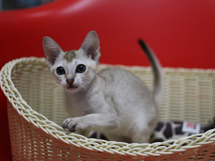 シンガプーラの子猫画像
