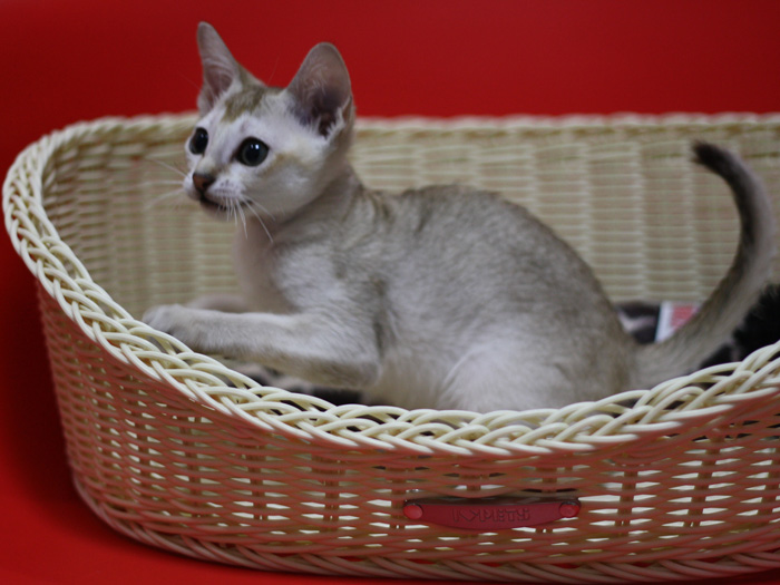 シンガプーラの子猫画像