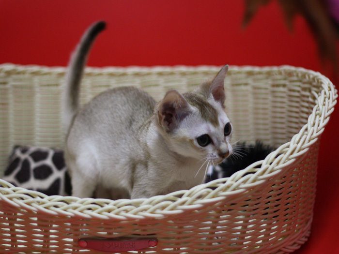 シンガプーラの子猫画像