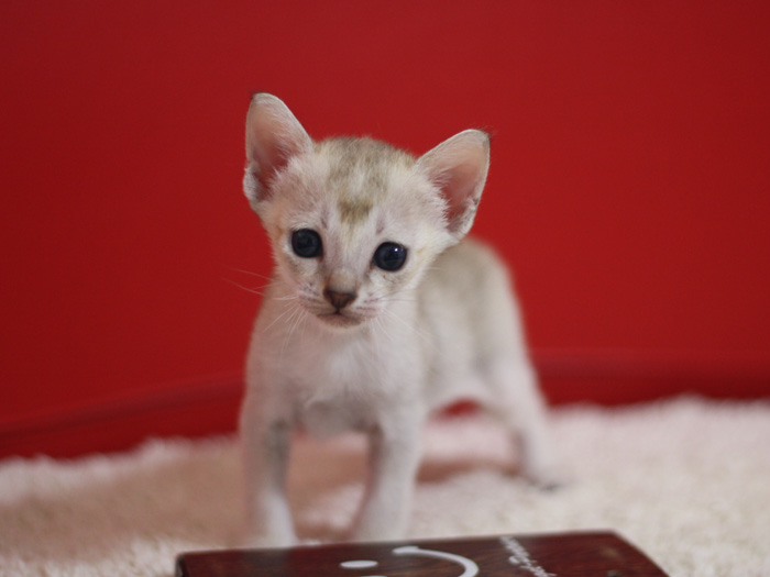 シンガプーラの子猫画像