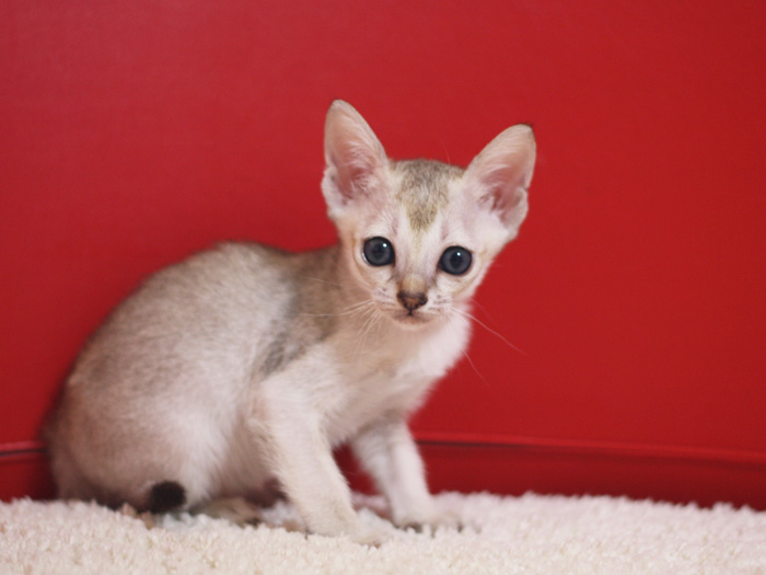 シンガプーラの子猫画像