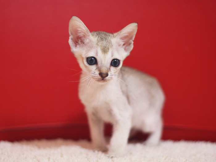 シンガプーラの子猫画像