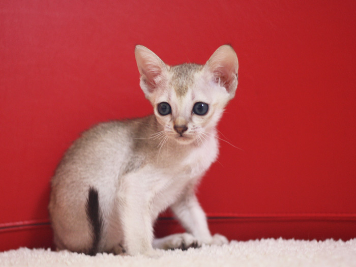 シンガプーラの子猫画像