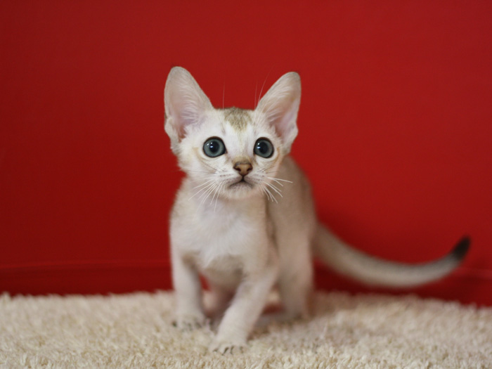 シンガプーラの子猫画像