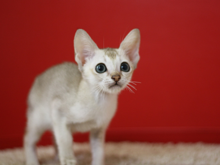 シンガプーラの子猫画像