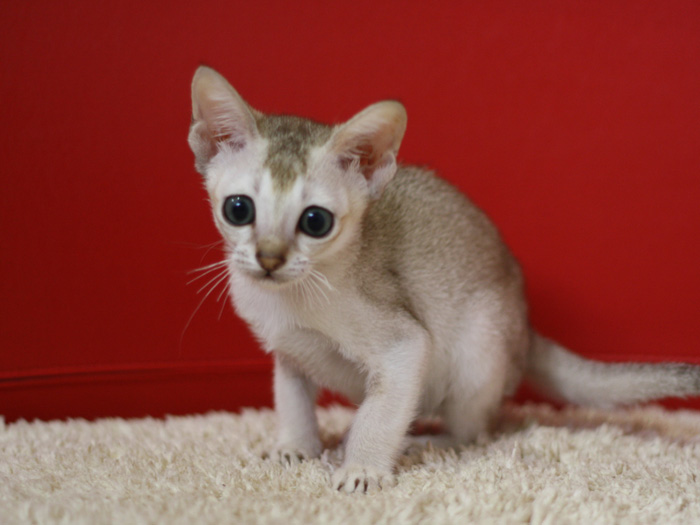 シンガプーラの子猫画像